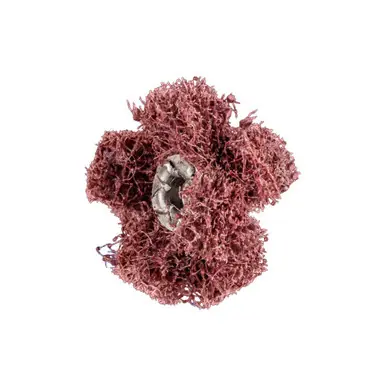 PFERD 44202 1" POLINOX Cross Buffs, 8-32 Thd. 2 Layers, Aluminum Oxide, Coarse Grade (20pk)